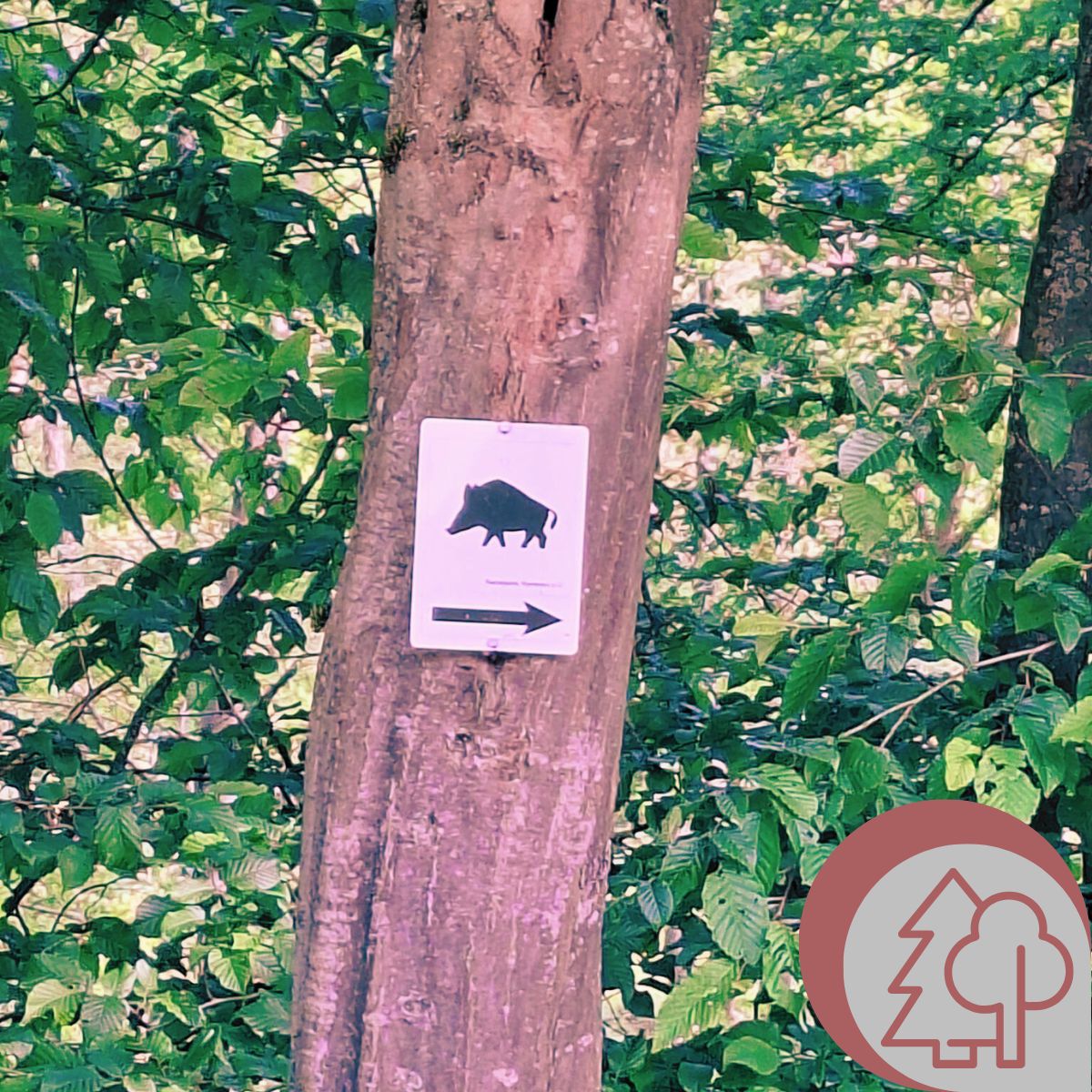Das Bild zeigt einen Baumstamm mit einem Wildschwein-Symbol für einen Wanderweg als Metapher für Spaziergänge und Ausflüge (Bildquelle: eigenes Material).