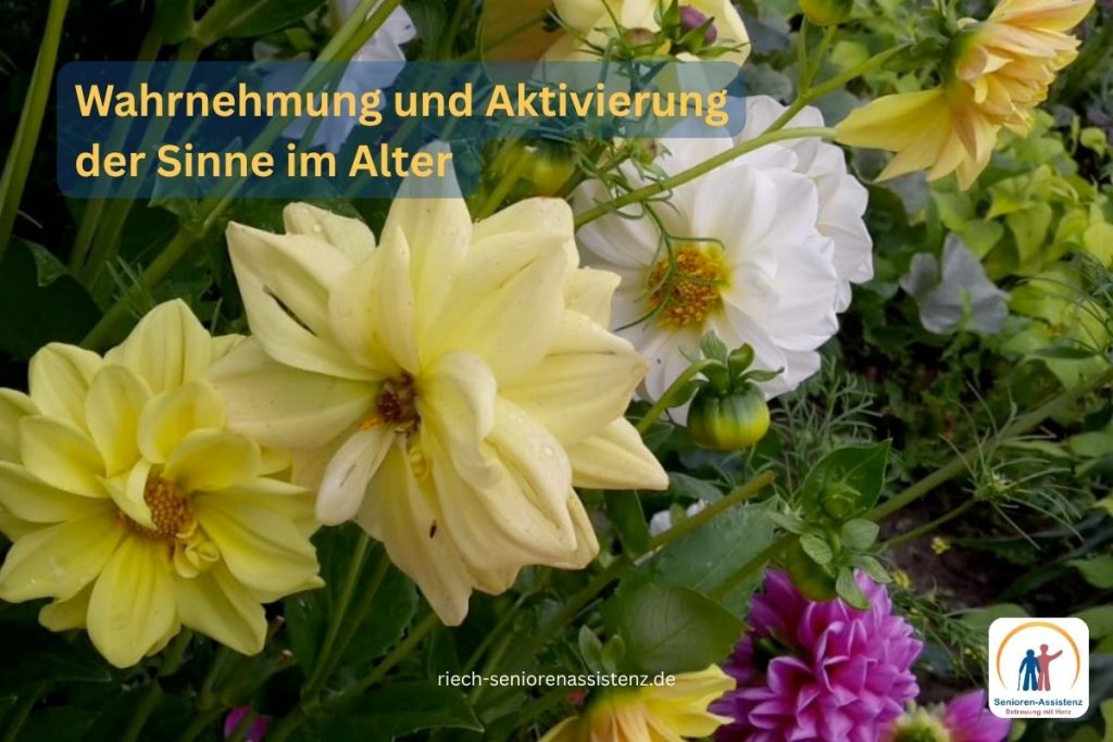 Das Bild zeigt Dahlien im Sinnesgarten als Metapher für die Wahrnehmung und Aktivierung der Sinne im Alter (Bildquelle: eigenes Material, Monika Riech, Senioren-Assistenz aus Essen).